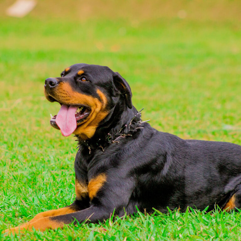 Rottweiler | Ensaio Pet | Animal | Companheiro de quatro patas | 4 patas | Fotógrafo em Juiz de Fora | Videomaker Leonardo Amorim | Curso de Fotografia e Vídeo